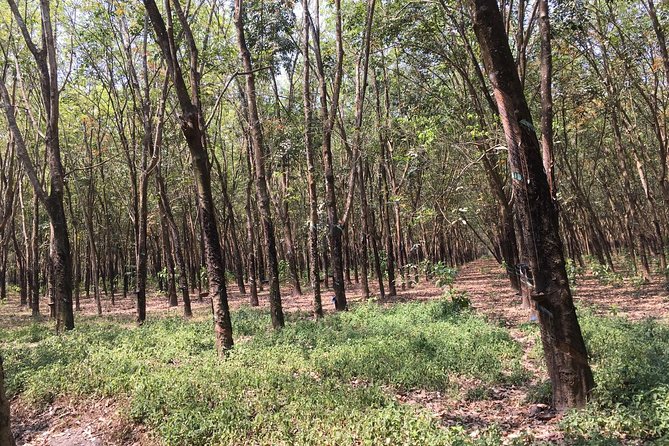 Ben Duoc - Authentic Cu Chi Tunnels Private Tour - Guide Tan and Why a Private English Tour Feels Worth It