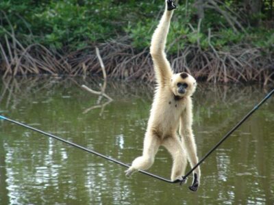 Cần Giờ Eco-Tour with Monkeys, Crocs & War History - A mangrove boat ride that makes Cần Giờ feel real