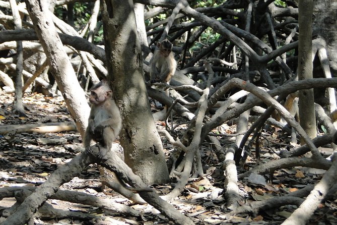 Can Gio Mangrove Eco And Wildlife Discovery Tour - Tang Bong Tower: 85 feet of panorama and a war-site glimpse