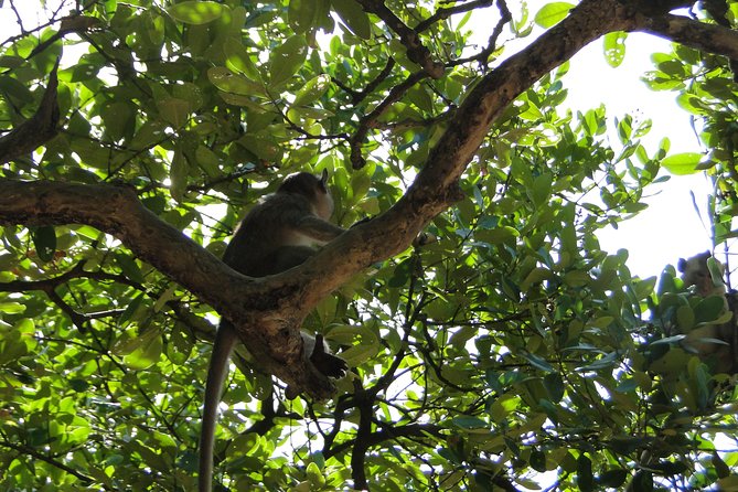 Can Gio Mangrove Eco And Wildlife Discovery Tour - Lunch at the right moment: fuel before Monkey Island