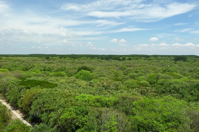 Can Gio Mangrove Eco And Wildlife Discovery Tour - Mangrove canoe to Rung Sac Guerilla Base: the recovery story hits hardest here