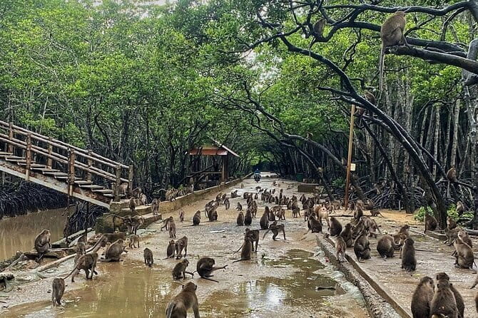 Can Gio Mangrove Forest Island Private Tour From Ho Chi Minh City - Vam Sat Eco Park: where your eyes get trained for birds and wetland life