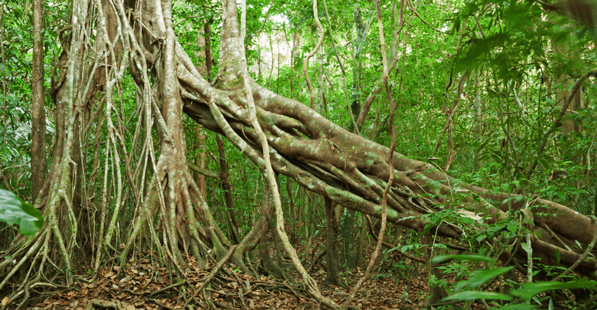 Cat Tien National Park with Crocodile Lake - Should you book this Cat Tien National Park with Crocodile Lake tour?