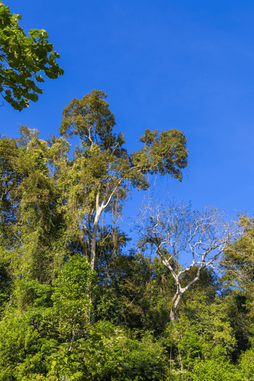Cat Tien National Park with Crocodile Lake - Why Cat Tien and Crocodile Lake feel different from other Vietnam nature trips
