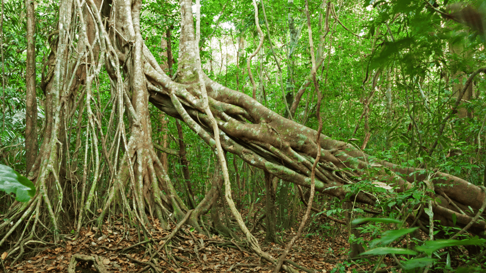 Cat Tien National Park with Crocodile Lake - Ecological Trail: Tung tree, giant plants, and a morning push for gibbons