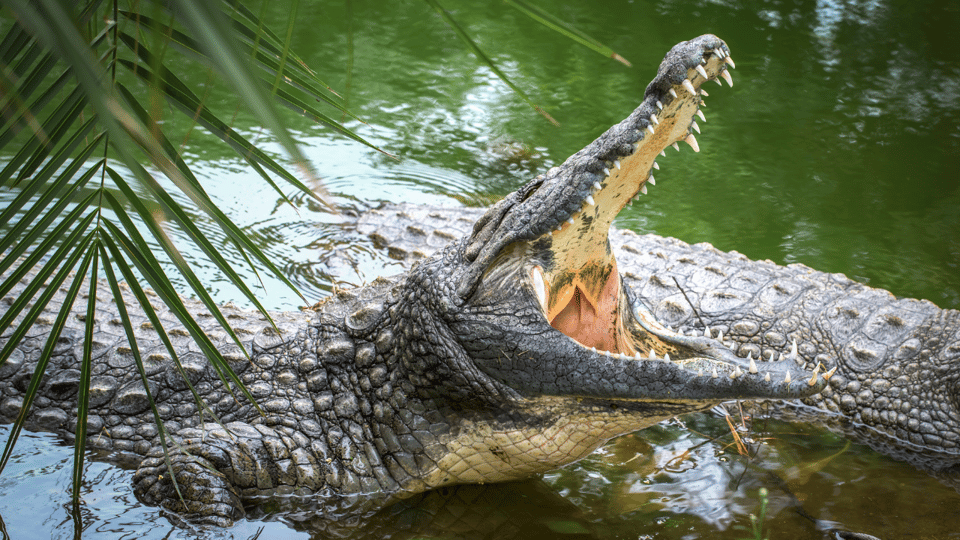 Cat Tien National Park with Crocodile Lake - Night safari spotlighting: what changes at dusk and why it matters