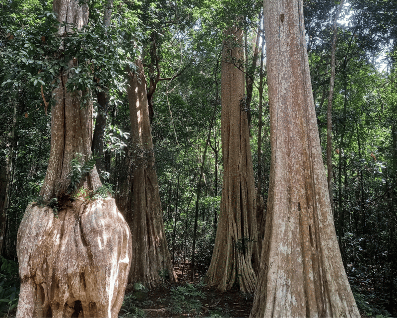 Cat Tien National Park with Crocodile Lake - Crocodile Lake morning: UNESCO biosphere, endangered reptiles, and early timing for better chances