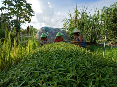Farm-To-Table Healthy Cooking Class: Half-Day Tour - Getting picked up: the countryside trip you should plan for