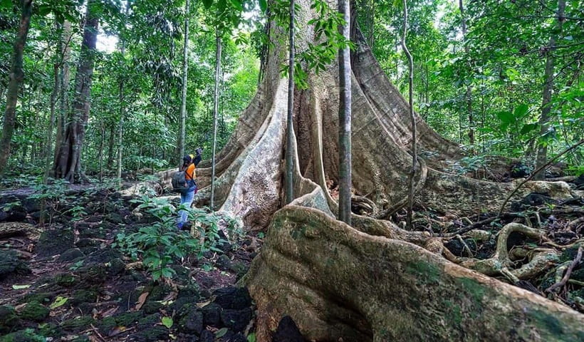 From HCM: Cat Tien Park Jungle Day Trip with Optional 2D1N - Tà Lài Cocoa Garden: chocolate you can connect to the land