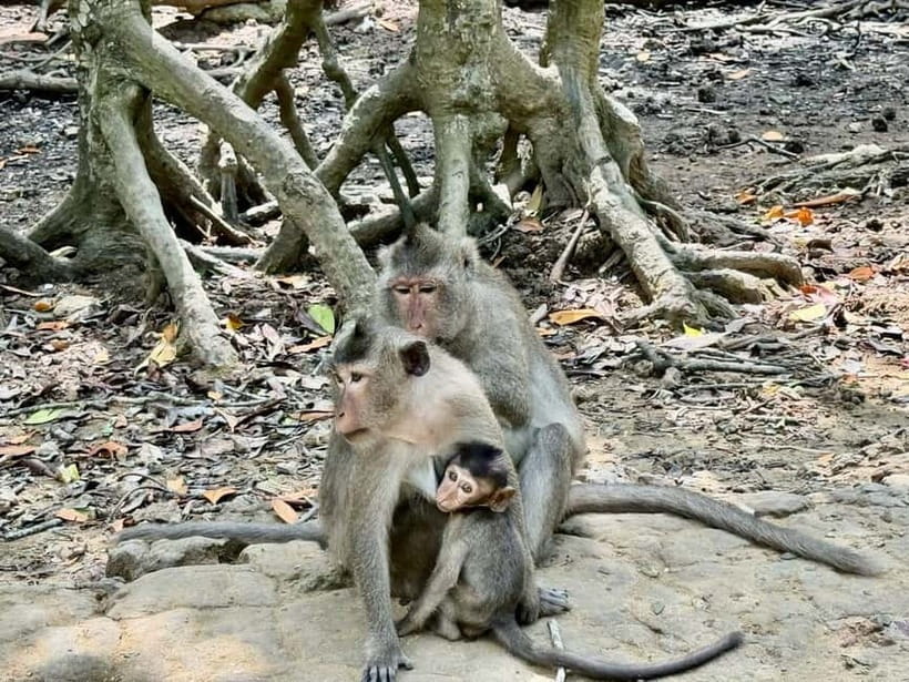 From Ho Chi Minh: Can Gio Monkey Island & Mangrove Tour - Lunch and the question of side stops (plan for one short detour)