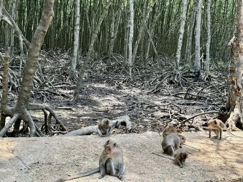 From Ho Chi Minh: Can Gio Monkey Island & Mangrove Tour - Price, extras, and the logistics you can’t ignore