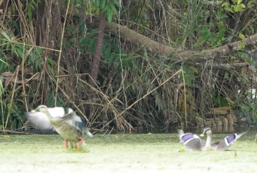 From Ho Chi Minh: Mekong Delta 3-Day Tour with Tra Su Forest - Should you book this Mekong Delta 3-day tour with Trà Sư Forest?