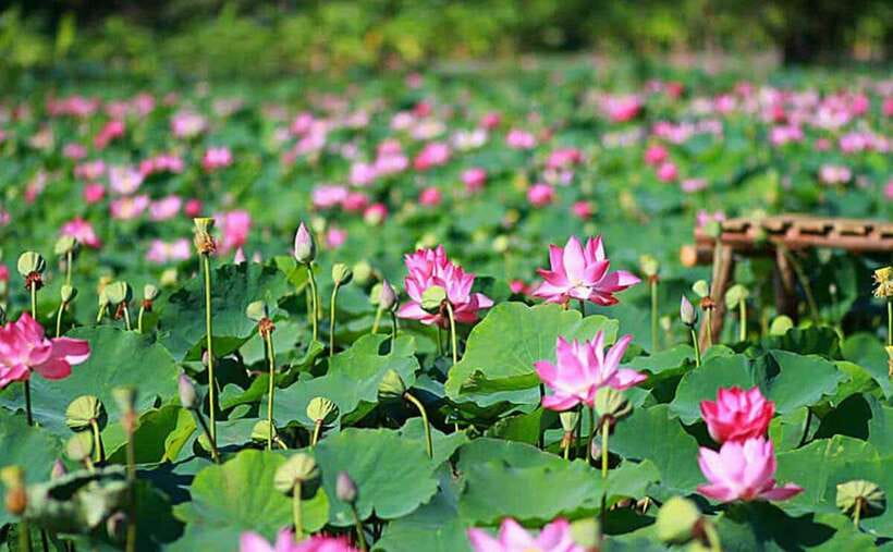 HCM: Authentic Dong Thap Mekong Delta Day Trip & Boat Ride - Key things to know before you go