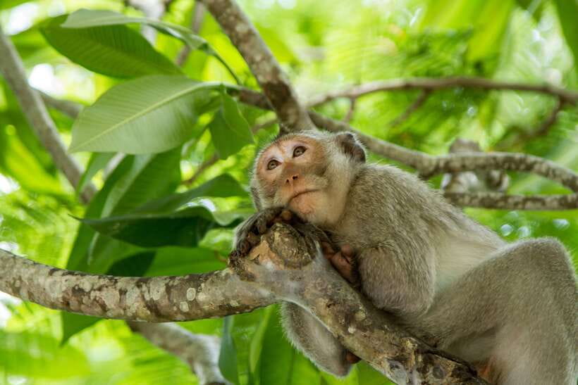 Ho Chi Minh City: Can Gio Eco Escape And Wildlife Discovery - Rừng Đước and the Vàm Sát eco-zone bird reserve by boat