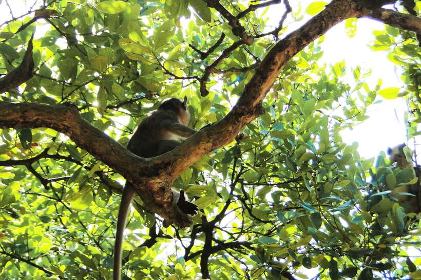 Ho Chi Minh City: Can Gio Eco Escape And Wildlife Discovery - Forest Park and Can Gio Museum: monkeys, mangrove habitat, and conservation