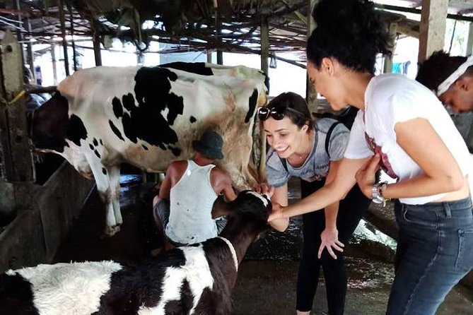 Ho Chi Minh City Full-Day Farm trip with Healthy Cooking Class - Getting out of Ho Chi Minh City: pickup, pace, and what the day feels like