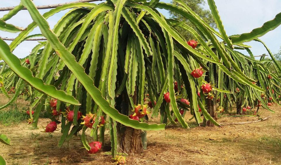Ho Coc Beach, Nature Reserve & Dragon Fruit Farm Day Tour - Key highlights at a glance