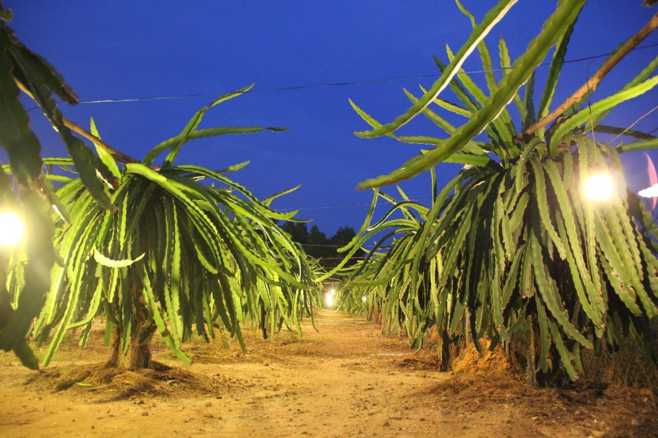 Ho Coc Beach, Nature Reserve & Dragon Fruit Farm Day Tour - Getting out of Ho Chi Minh City: the drive to Xuyên Mộc