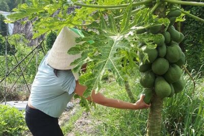 Market to Farm to Table Cooking Class in saigon - From farm to baskets: choosing produce the hands-on way