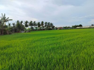 Mekong Day Trip Group 12pax Explore Bicycle & Cooking Class - Bến Lức homestay time: cycling through orchards and rice fields