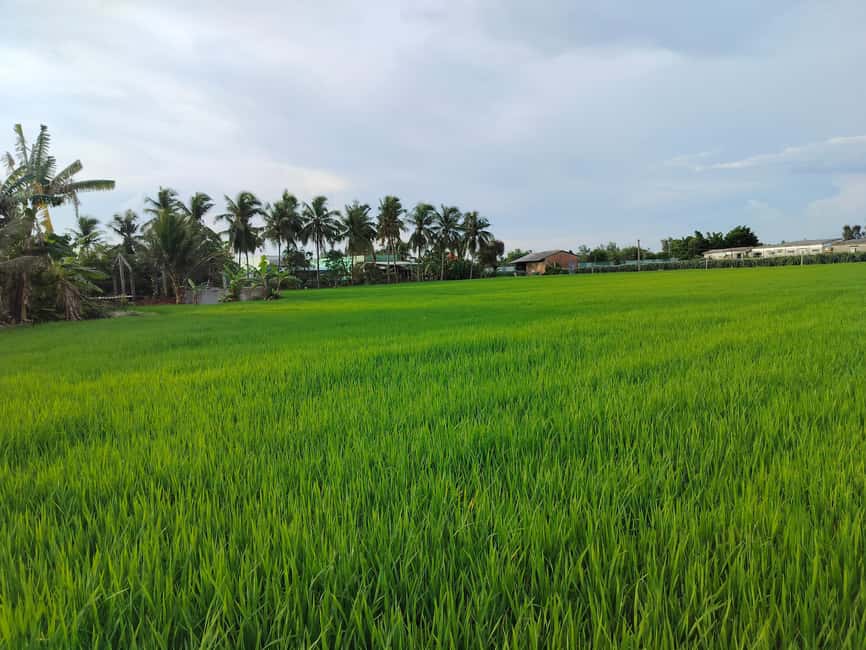 Mekong Day Trip Group 12pax Explore Bicycle & Cooking Class - Bến Lức homestay time: cycling through orchards and rice fields