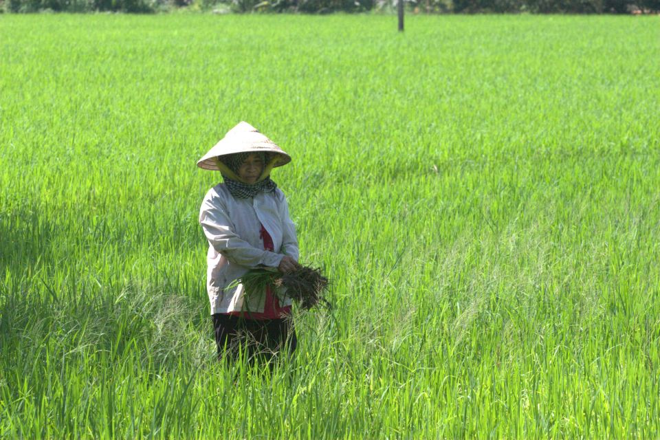 Mekong Delta Private Tour from Ho Chi Minh City - Ben Tre “Coconut Kingdom”: farms, candy, and everyday production