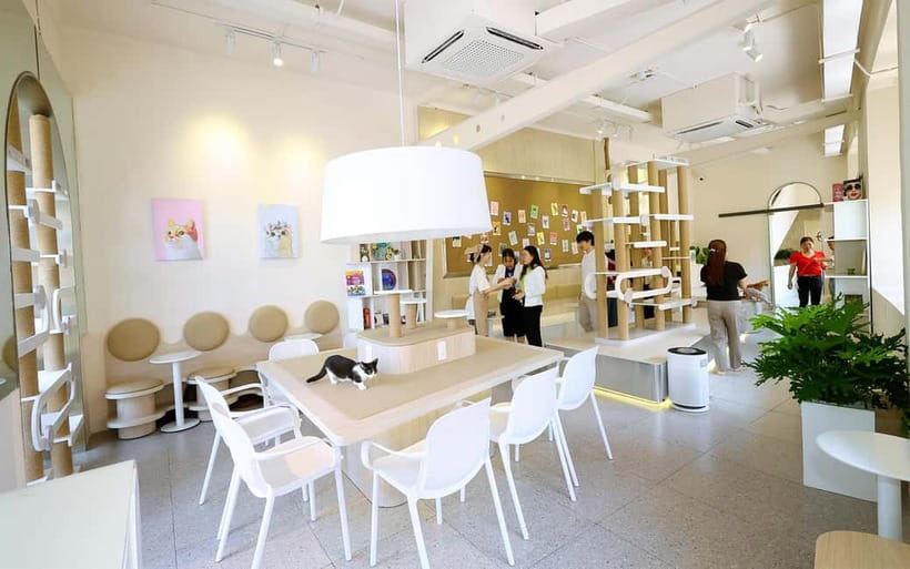 Méo Meo Cat Cafe in Center of Saigon - Tickets, Time, and What 105k–115k VND Covers