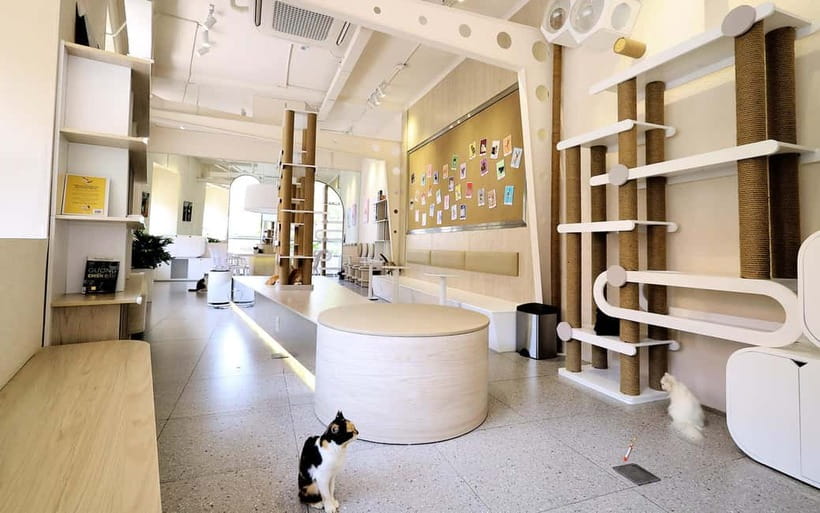 Méo Meo Cat Cafe in Center of Saigon - 20+ Cats of Many Breeds (and How to Enjoy Them)