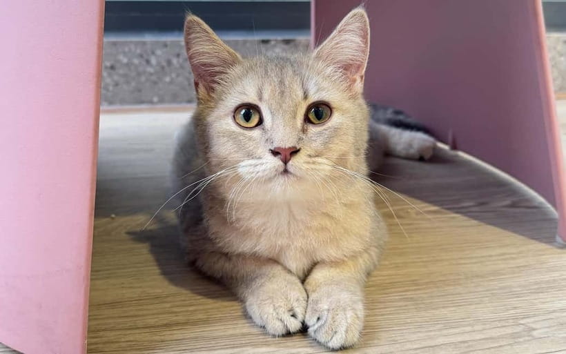 Méo Meo Cat Cafe in Center of Saigon - My Booking Verdict: Should You Spend 3 Hours Here?