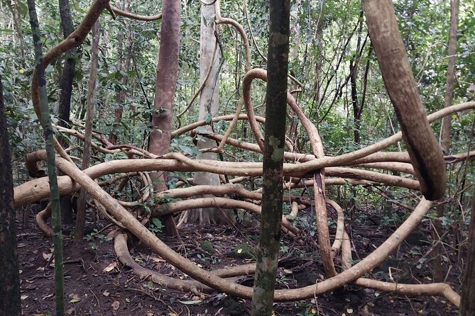 Nam Cat Tien National Park 2-Day Tour with Lodging, Meals.. - Crocodile Lake (Bau Sau) and the swamp edge