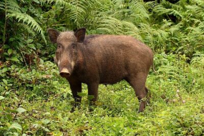 Nam Cat Tien National Park 2 Days 1 Night - Private Tour - Night wildlife jeep: how the evening viewing actually fits in