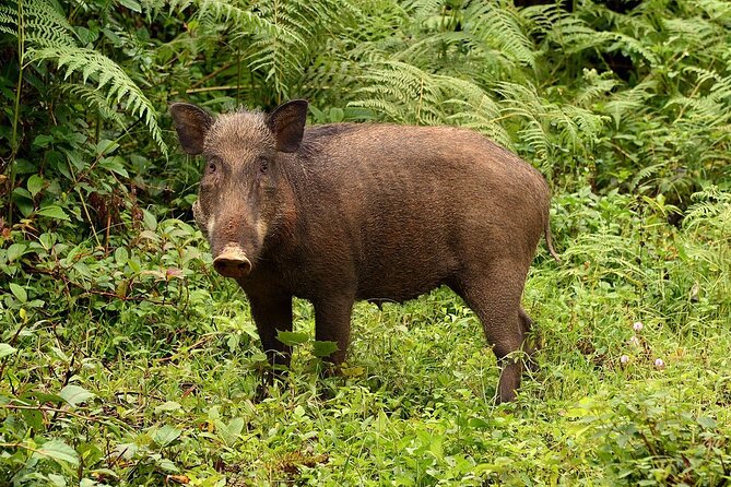 Nam Cat Tien National Park 2 Days 1 Night - Private Tour - Night wildlife jeep: how the evening viewing actually fits in