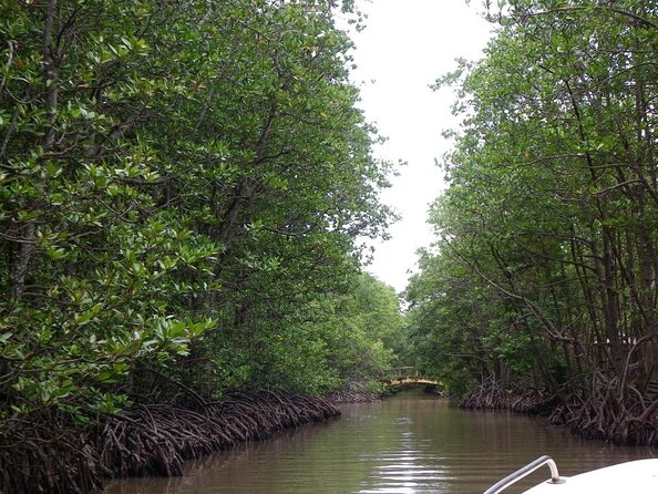 Private Can Gio Mangrove Eco Tour – Boat & Wildlife - Key highlights you should know