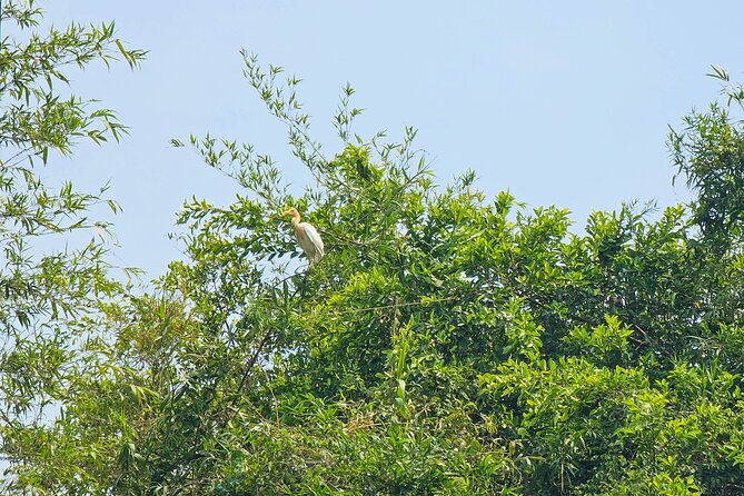 Private Full Day Mekong Delta Tour to Dong Thap Muoi Wetlands - Lunch in the countryside: included, local, and timed well