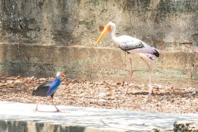 Private Full Day Mekong Delta Tour to Dong Thap Muoi Wetlands - Private transport from Ho Chi Minh City: the 7:00am rhythm