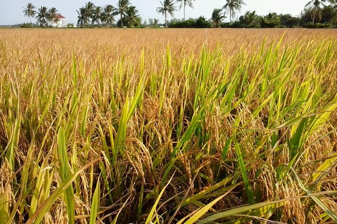 Private Mekong Delta Less Tourist - Coconut Island Tour - Key moments that make this tour worth it
